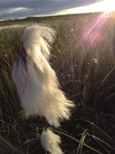 Arctic cottongrass