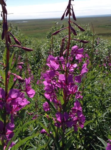 Fireweed