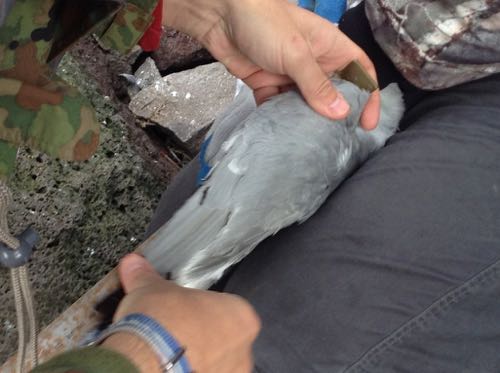 Measuring feathers