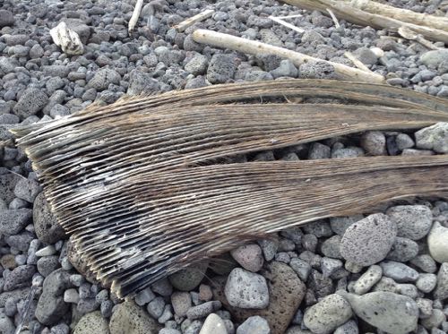 Dry Baleen