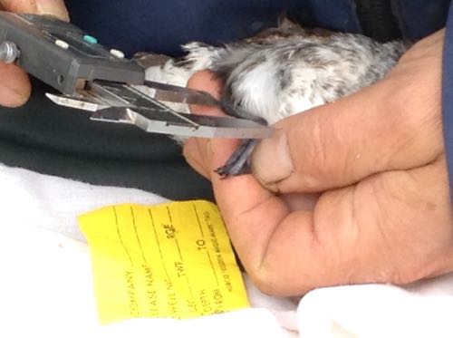 Auklet measurements