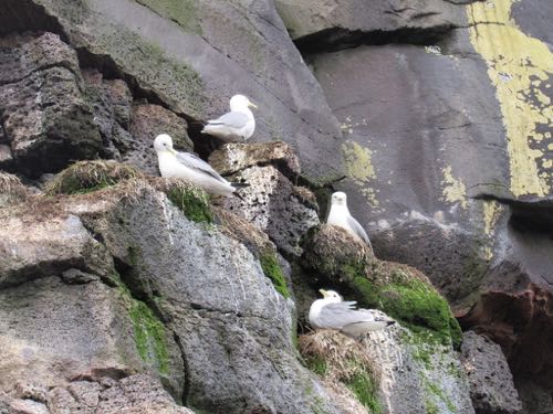 Kittiwakes in their nests