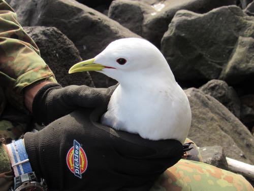 Kittiwake