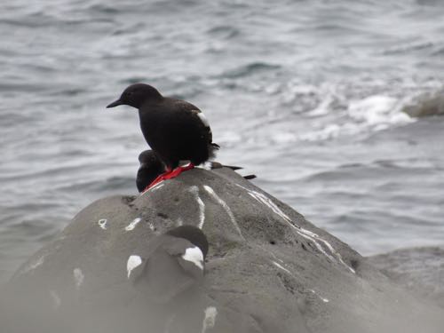 Pigeon Guillemot