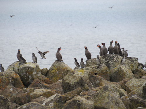 Gossip time auklets