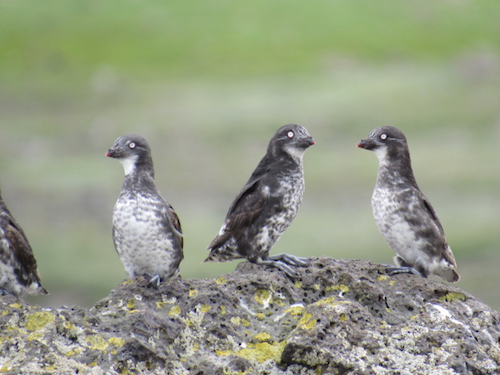 Least auklet conversation