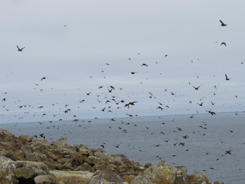 Auklet flight