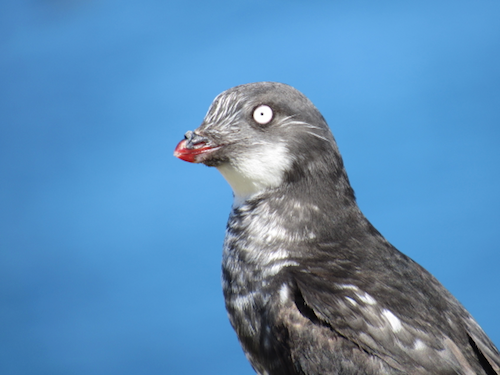 Least auklet close-up