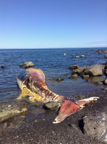 Minke whale