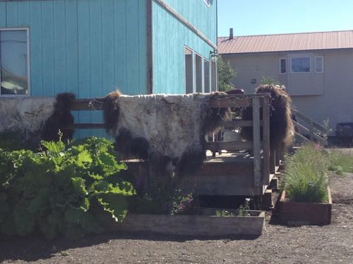 Muskox skins.