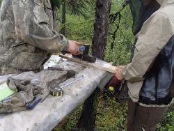 Dr. Valentin Spektor of the Melnikov Permafrost Institute in Yakutsk, Russia, splits a permafrost core for bagging and later analyses. Cherskiy, Russia.