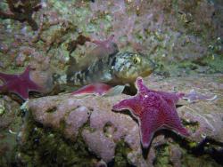 Adult Emerald Rockcod (Trematomus bernacchii) surrounded by seastars (Odontaster validus) at Cape Evans, McMurdo Sound, Antarctica. Photo Credit: Rob Robbins, ASC SCUBA Diver