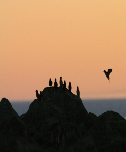 Akmaliighaq (least auklets) at sunset. Kitnkik, east of Savoonga, St. Lawrence Island, Alaska. Photo by Lisa Sheffield Guy.