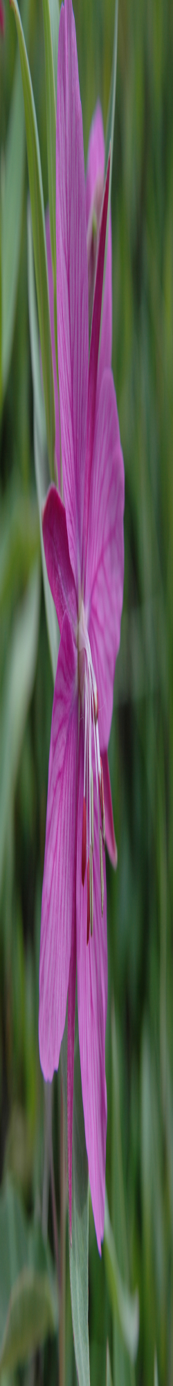 Dwarf Fireweed flower