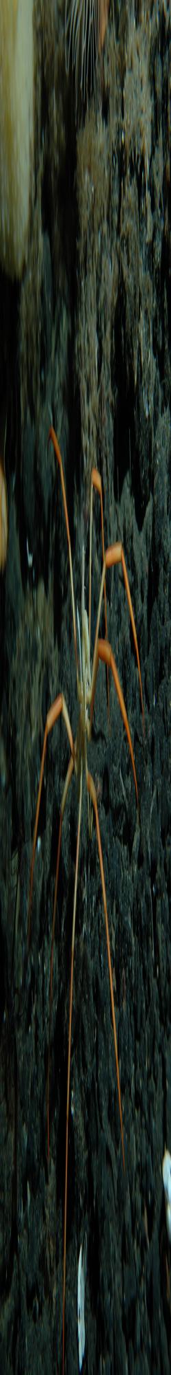 A sea spider underwater near McMurdo Station, Antarctica. Photo by Adam Marsh, Courtesy of Michael League.