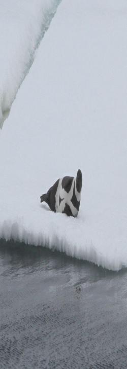 A ribbon seal on the Chukchi Sea. Photo by Andrea Skloss.