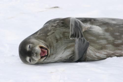 Seal sticking tongue out 