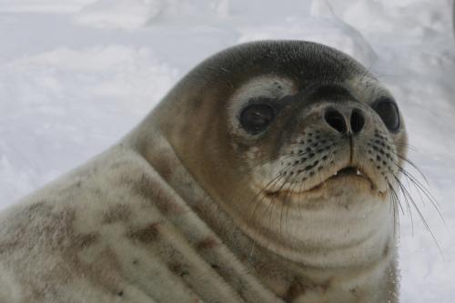 Weddell seal