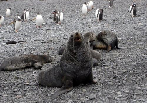 Antarctic fur seal