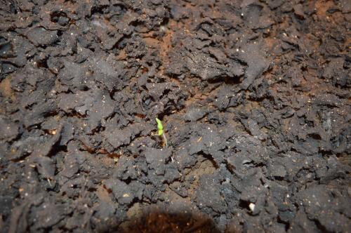 Biosolid cake with tomato sprout