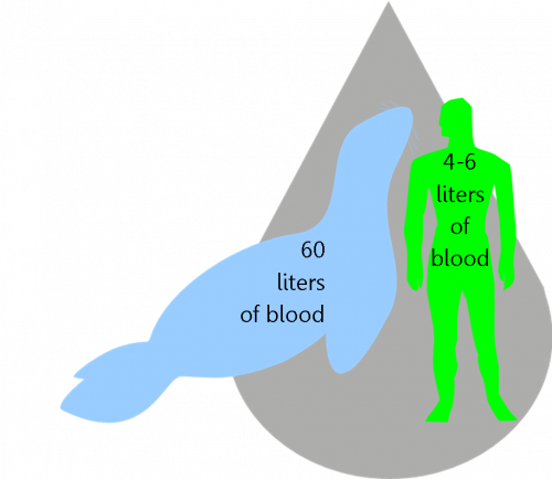 Blood amounts