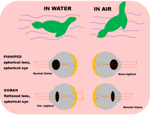 Eye comparison