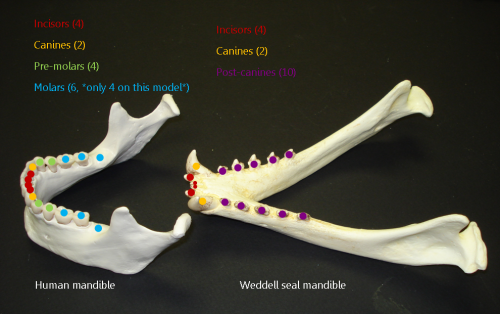 Labeled teeth