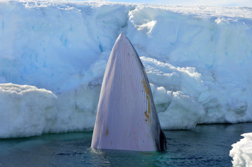 Minke whale spy-hopping 