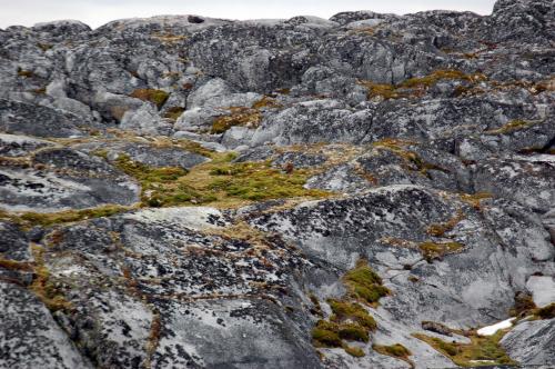 Rock lichen