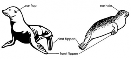 Seal of sea lion