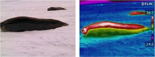 Thermal image of seal