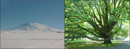 White vs. Green