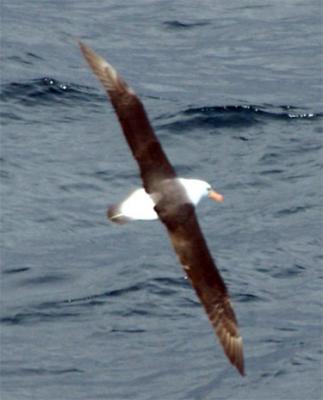 Black Browed Albatross