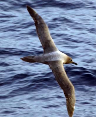 Light Mantled Sooty Albatross