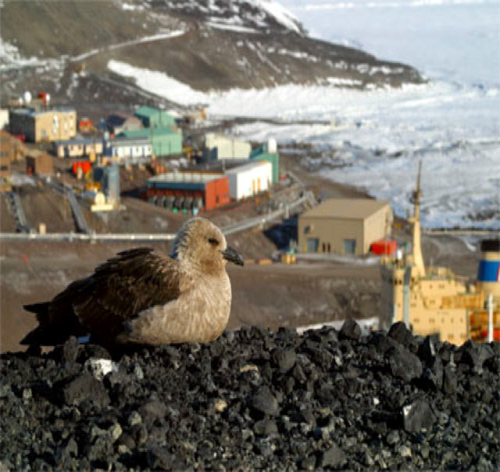 skua overlooking McMurdo station