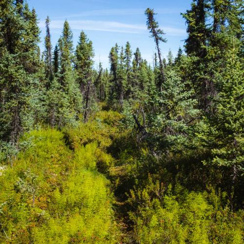 Nikolai, Alaska forest