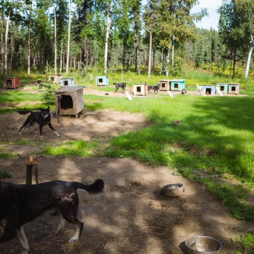 Dog team in Nikolai, Alaska.