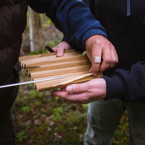 Tree cores in Nikolai, Alaska