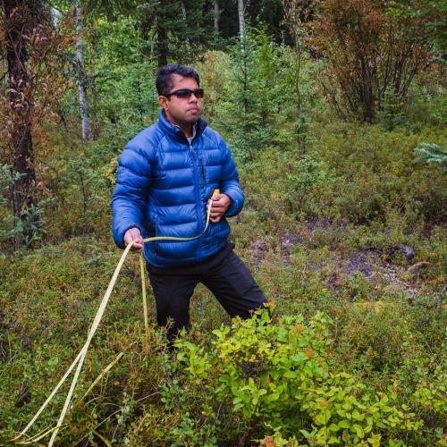 Tree transect in Nikolai, Alaska