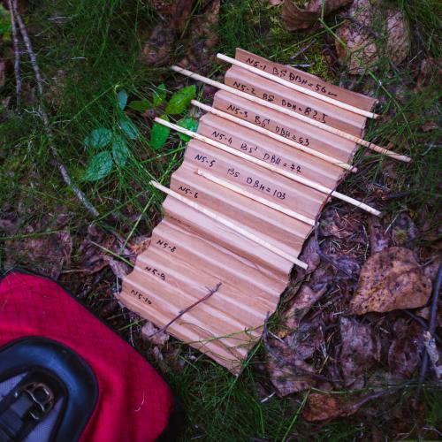 Tree cores in Nikolai, Alaska