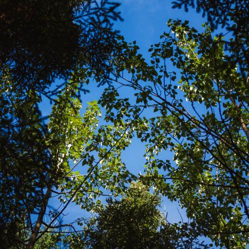 Deciduous trees in Nikolai