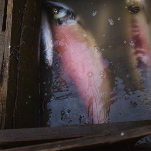 Salmon and whitefish in fish wheel.