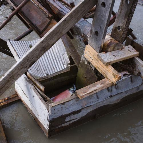 Fish wheel with salmon.