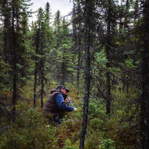 Sasha in black spruce forest