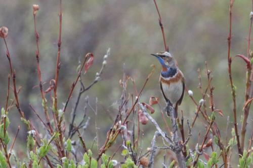 Bluethroat