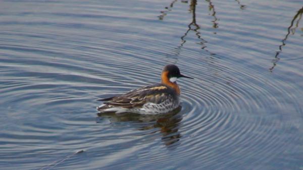 Red necked phalarope