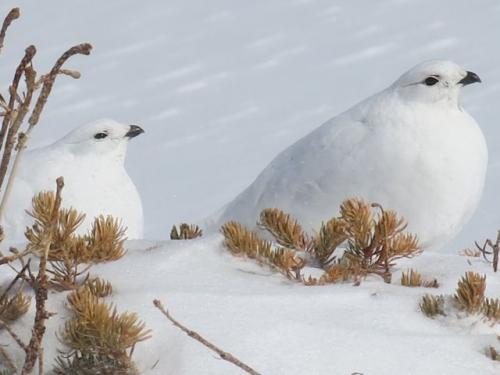 Snow Camo