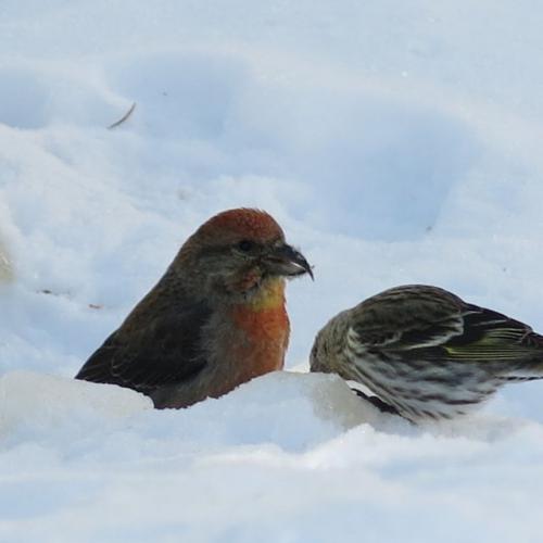 Red Crossbills