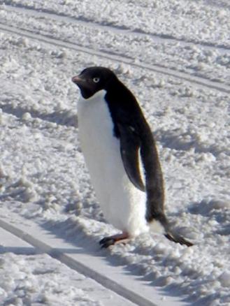 Adelie Penguin! Isn't he adorable?