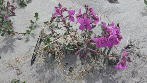 Niviarsiaq, Greenland&#39;s national flower